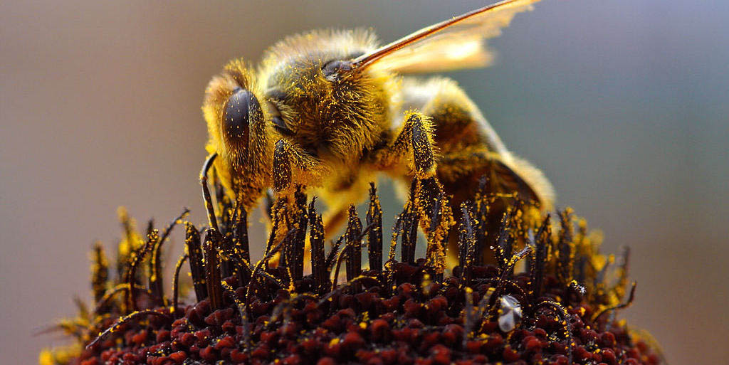 image depicting Bees use animal poop to defeat 'murder hornets'