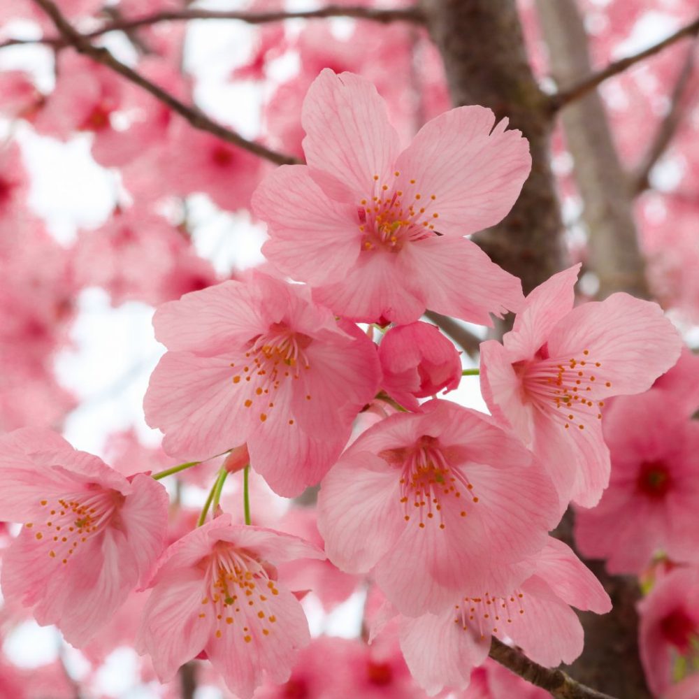Japans Cherry Blossoms Curious Times