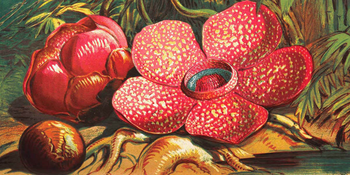 Image depicting Flora: Rafflesia - World's Largest Flower