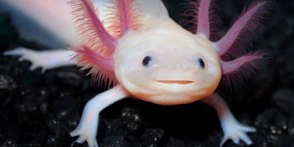 axolotl-species-axolotls-les-reptiles-cute-reptiles-reptiles-and