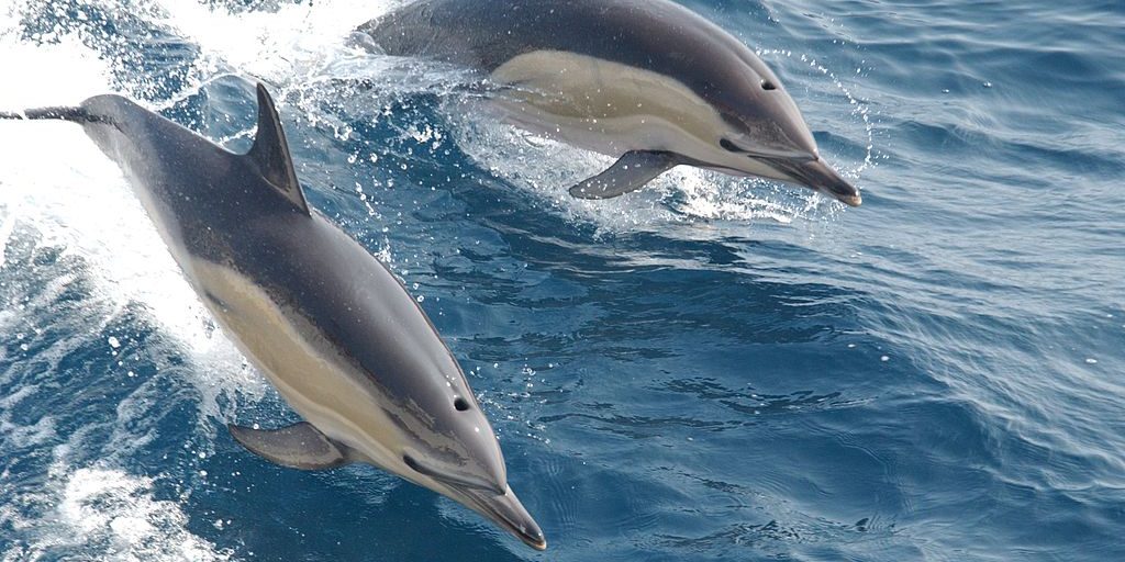 Image depicting Study finds that dolphins form friendships just like us