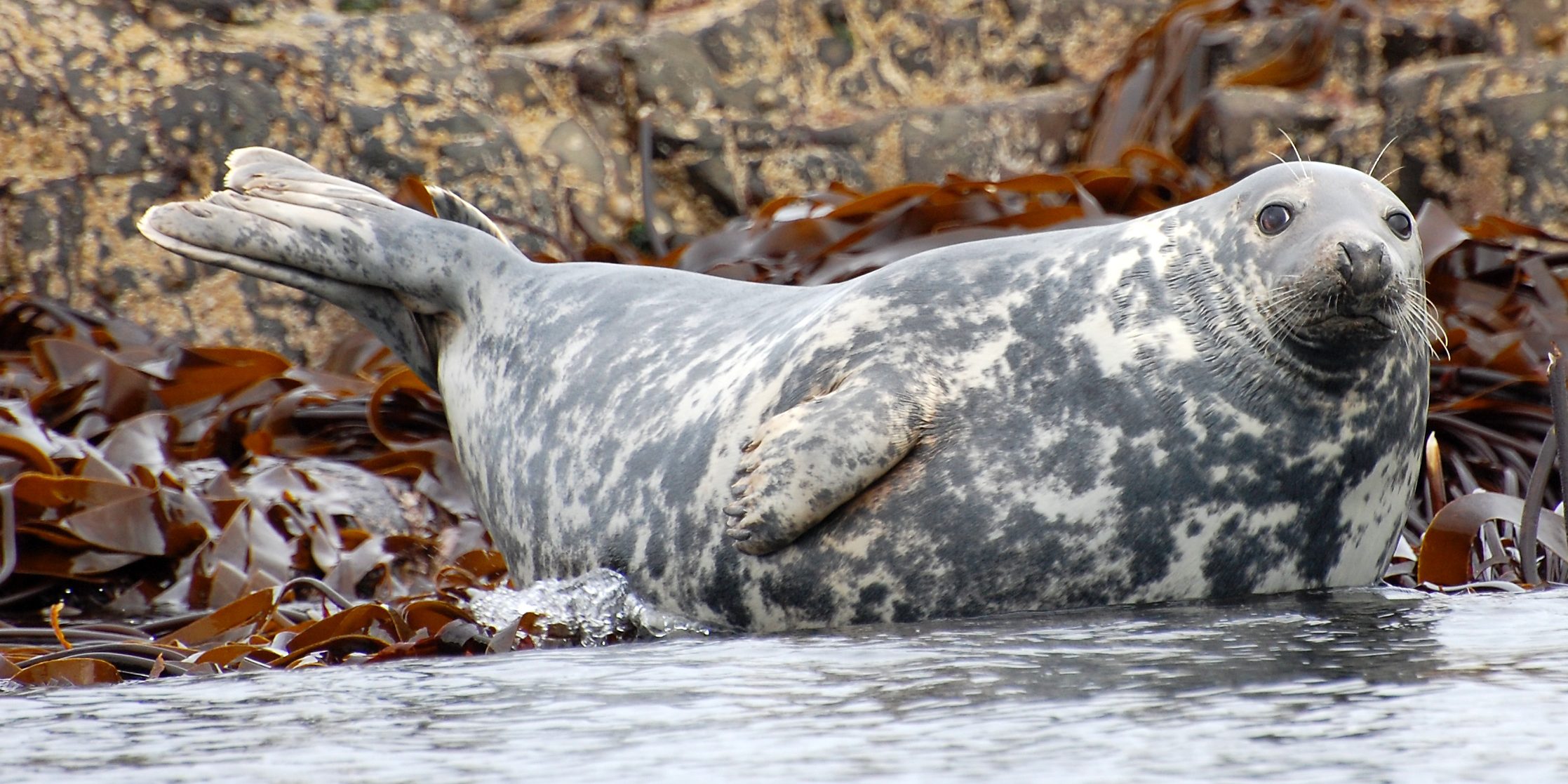 image depicting Rare grey seals on Farne Islands counted using drones
