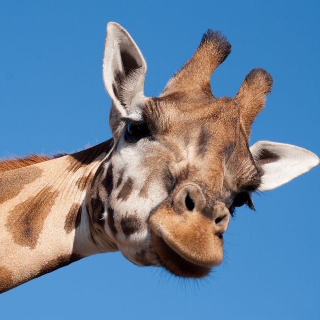 Giraffes for Kids - The world's tallest land animal! | Curious Times