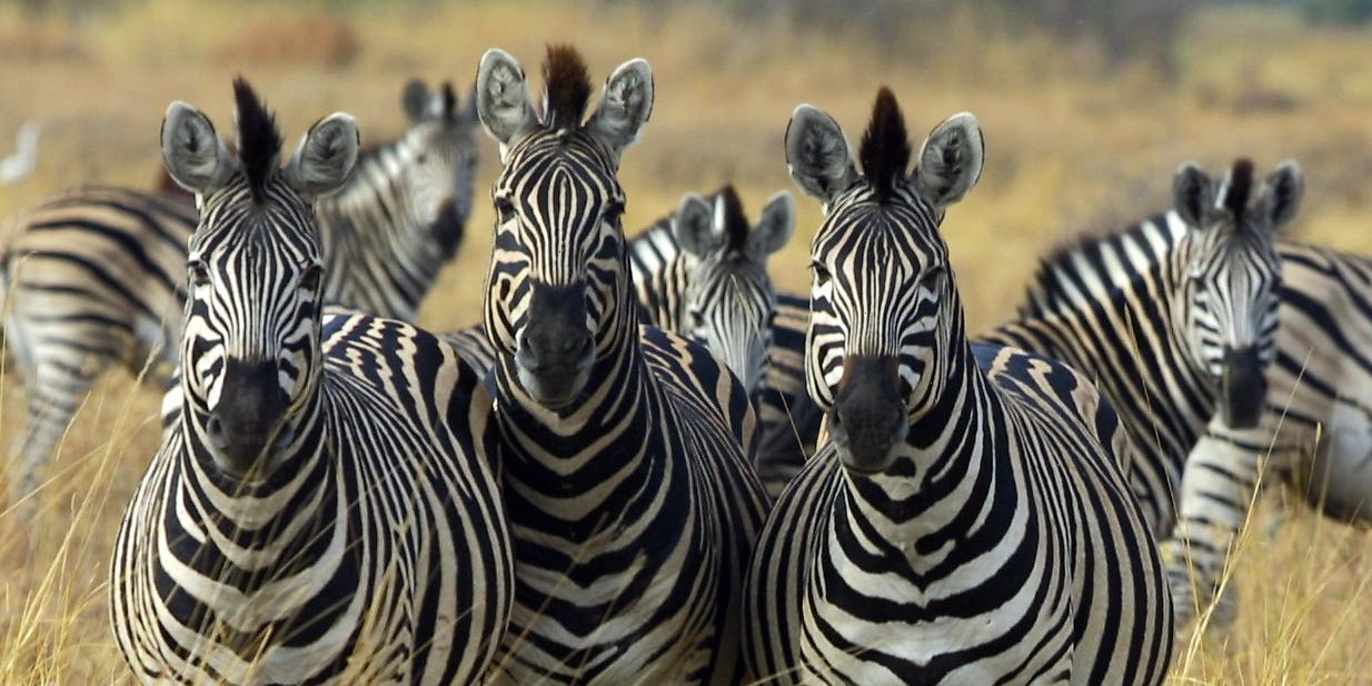 New study reveals that Zebras' stripes can control their temperature