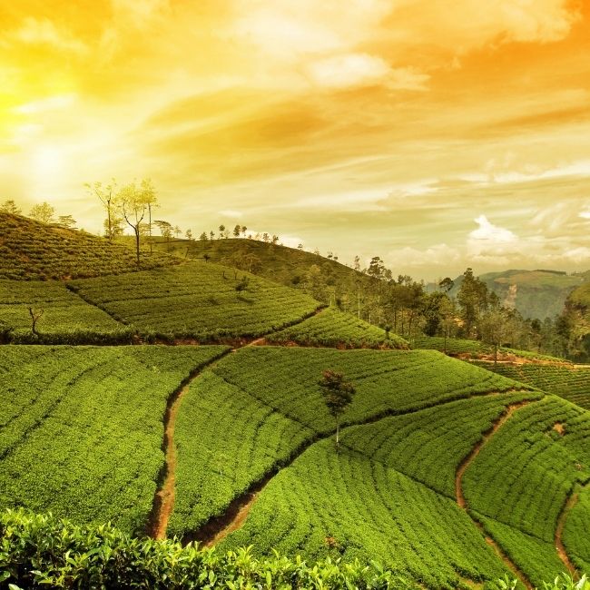 Image depicting Kashmir of South India: Munnar, Kerala