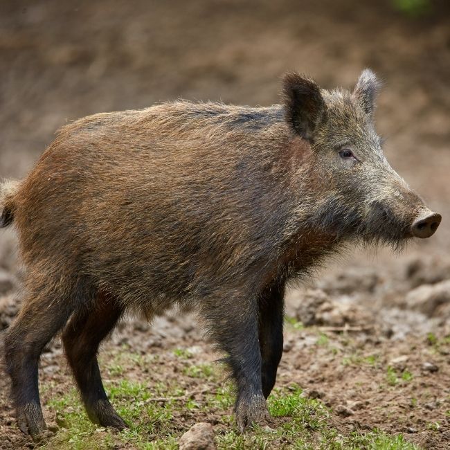 Image depicting Amazing Animals: Pygmy Hog!