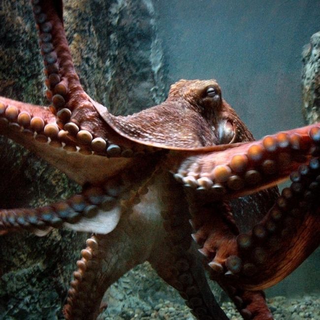 Image depicting Amazing Creatures: The Giant Pacific Octopus!