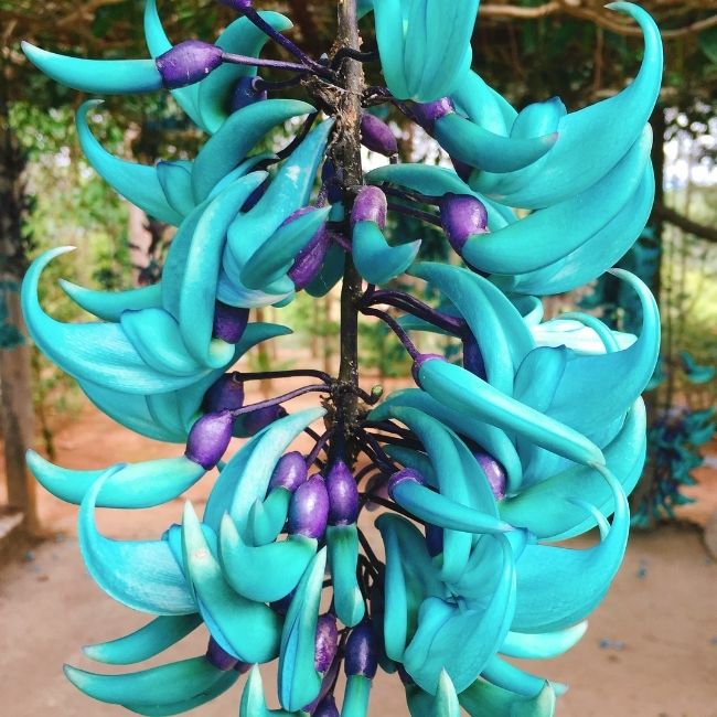 Image depicting Beautiful flowers: Jade Vine!