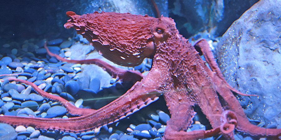 Image depicting octopuses,