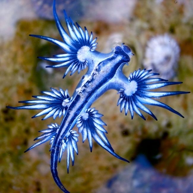 Image depicting The Sea's Tiny Terror: Meet the Blue Dragon