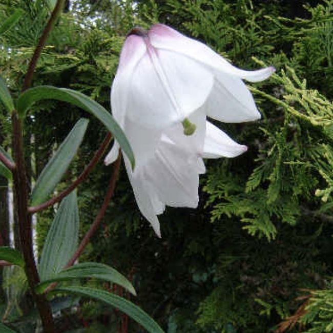 Image depicting Beautiful Flowers: The Shirui Lily!