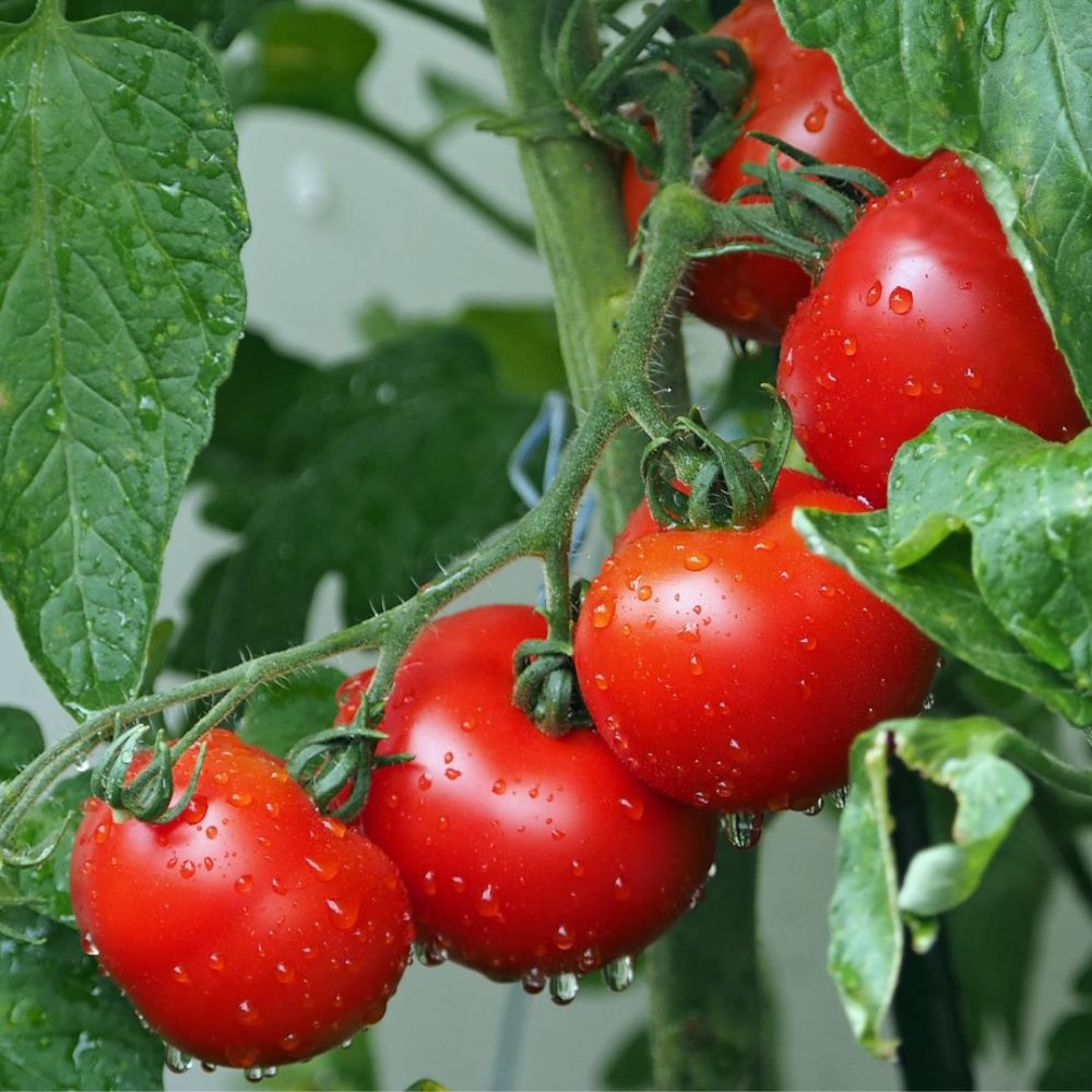 Image depicting Tomato - Healthify!