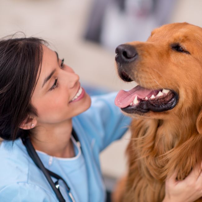 Image depicting Veterinarian - Passion Profession!