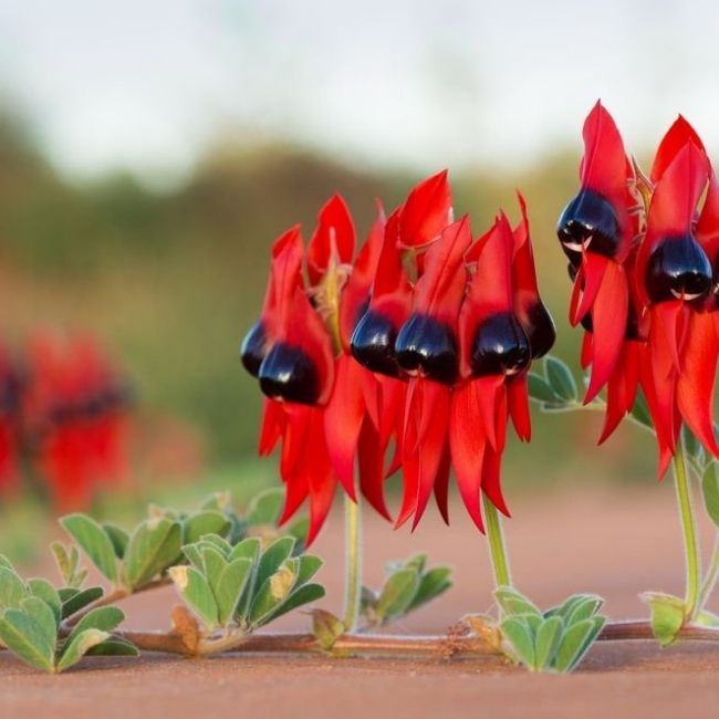 Image depicting Beautiful flowers: The Desert pea!