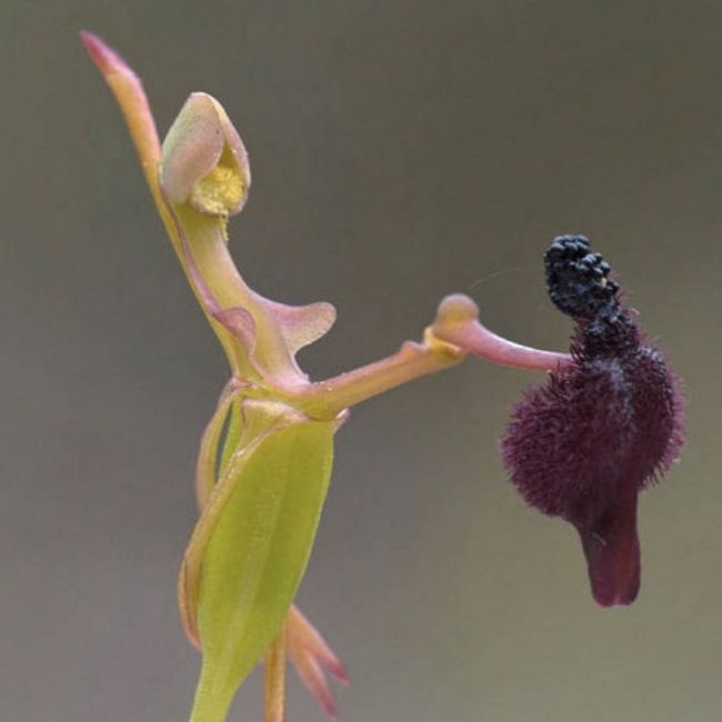 Image depicting Unique Flowers - Hammer Orchid!