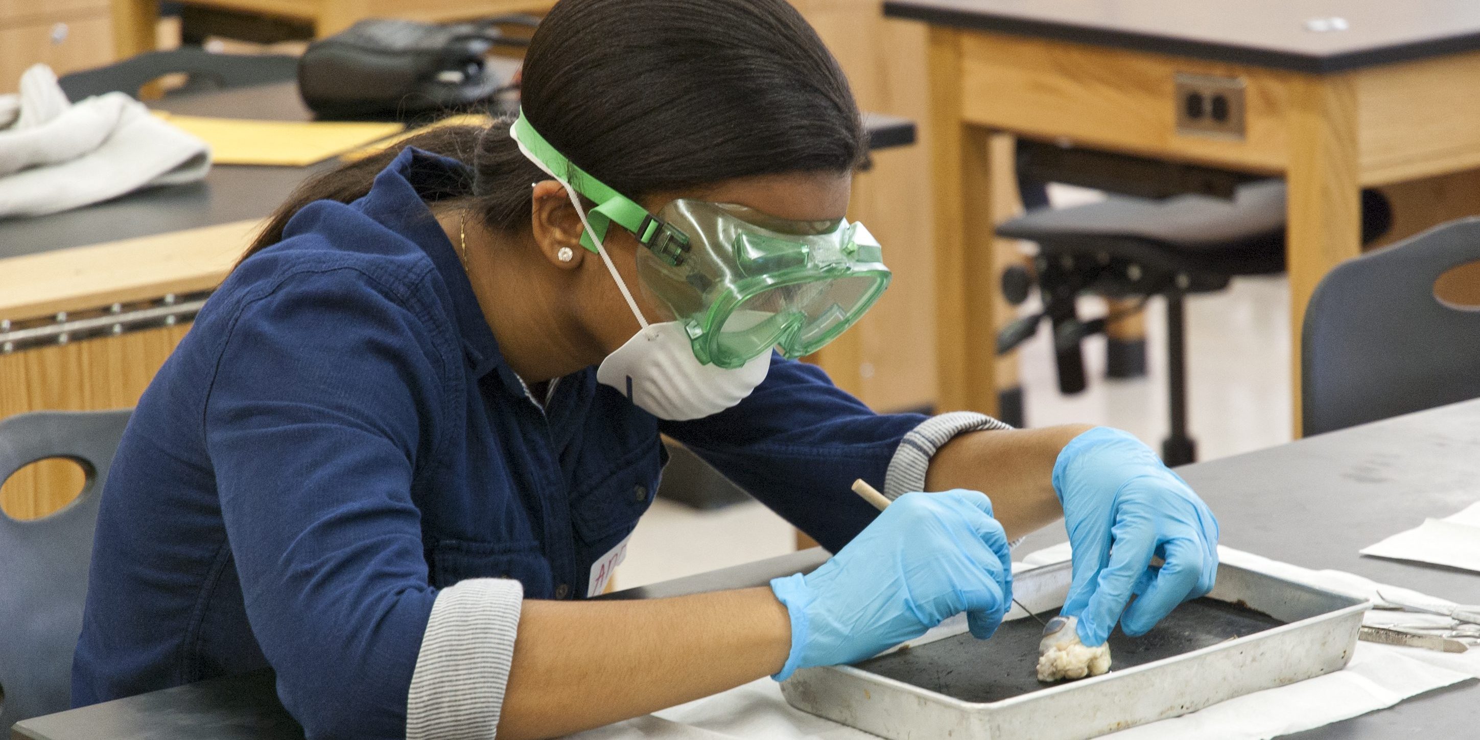 Artificial Frogs used for Dissection