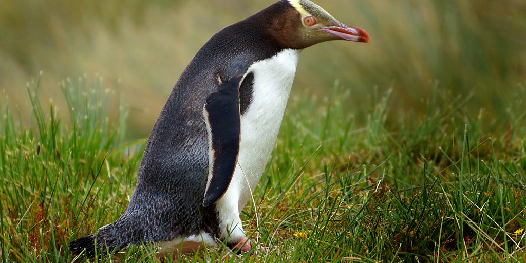 New Zealand Chooses Hoiho Penguin As Bird Of The Year | Curious Times