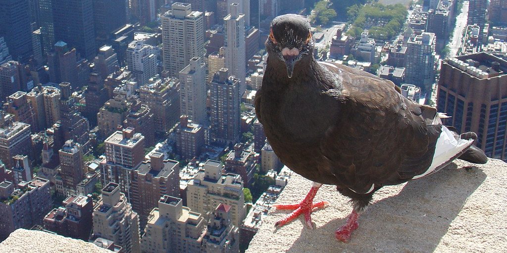 Pigeons in cities with missing toes