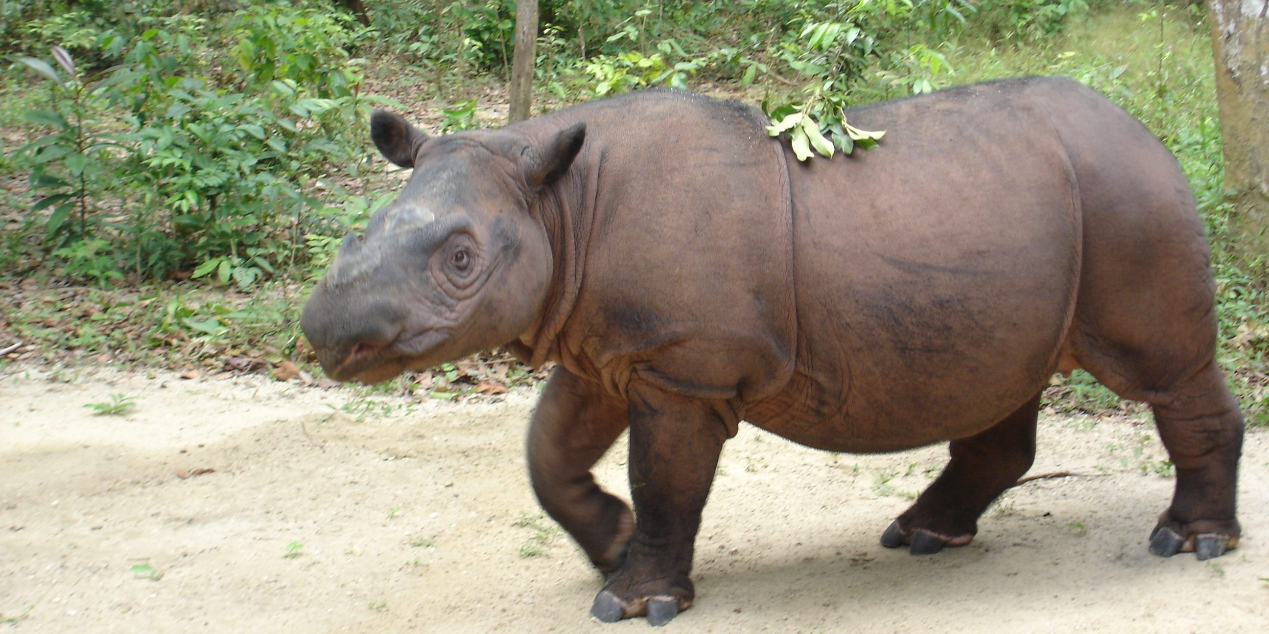 Sumatran rhino extinct in Malaysia