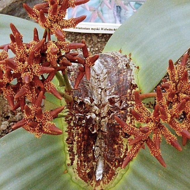 Image depicting Unique Plants - Welwitschia!