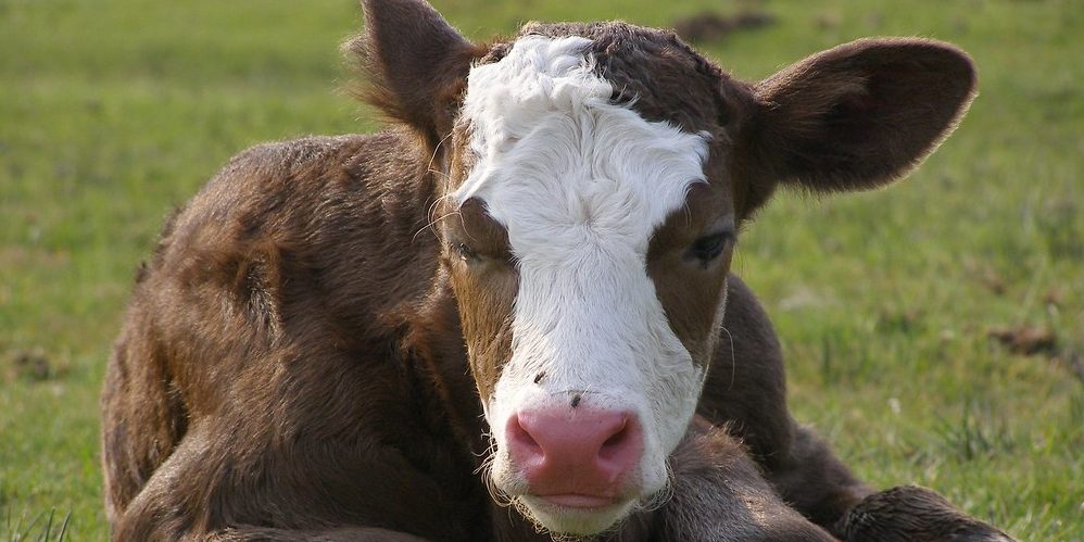 Flies and cows