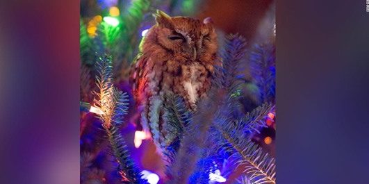 Owl found in Christmas tree