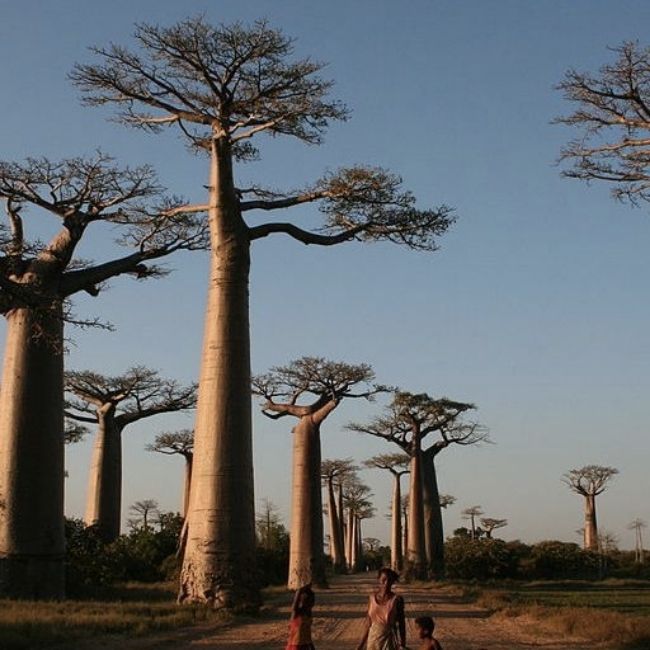 Image depicting Baobab tree - Unique plants!