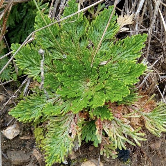 Image depicting Selaginella lepidophylla - Unique Plants!
