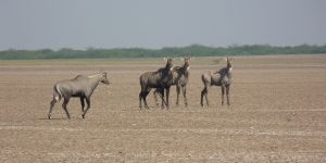 Animals in the Rann