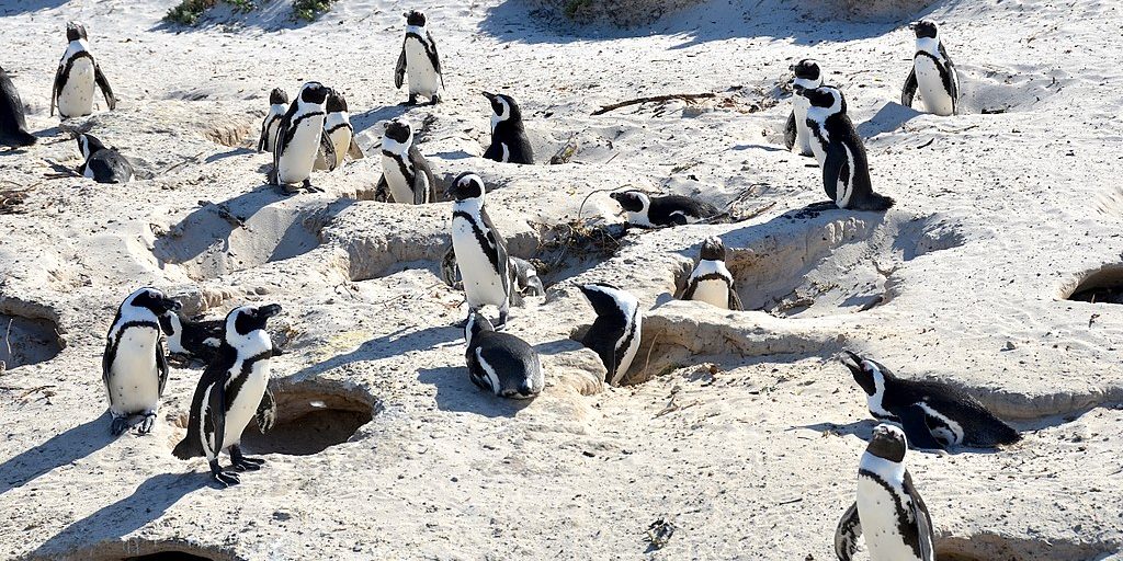 Penguin vocabulary similar to humans, study finds