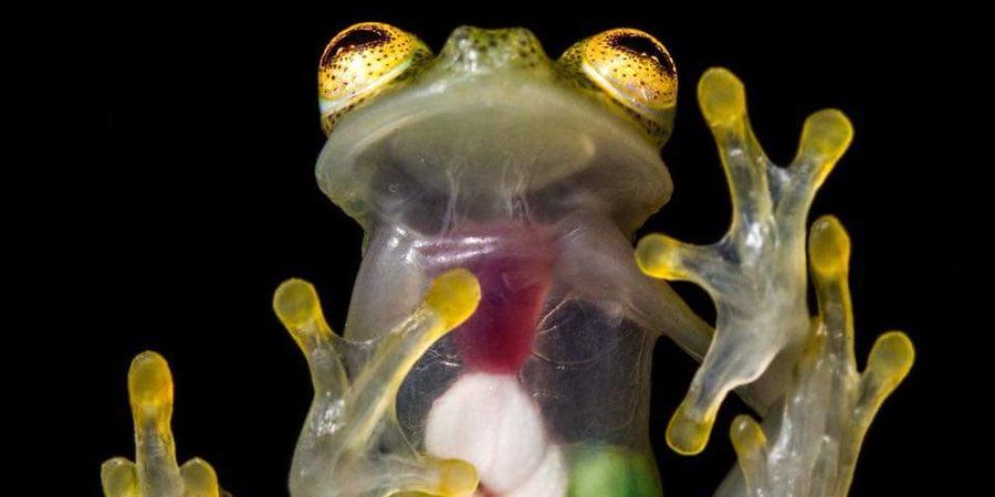 Image depicting unique frog species called Diane’s bare-hearted glass frog.