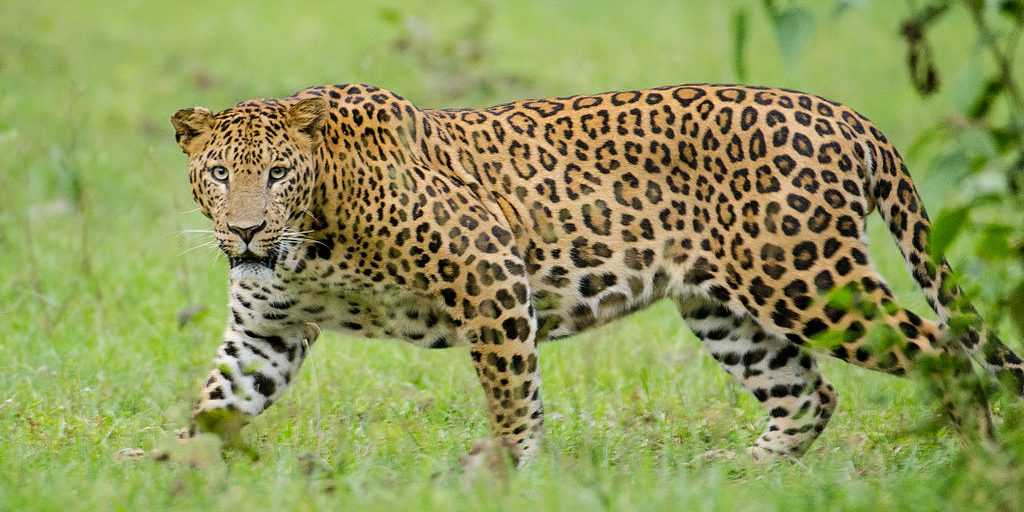 Study finds leopard population in India declined by 75-90%