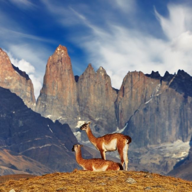 Image depicting Torres del Paine National Park!