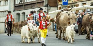 Cows in Appenzell