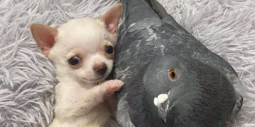 Pigeon and puppy become friends at rescue organization