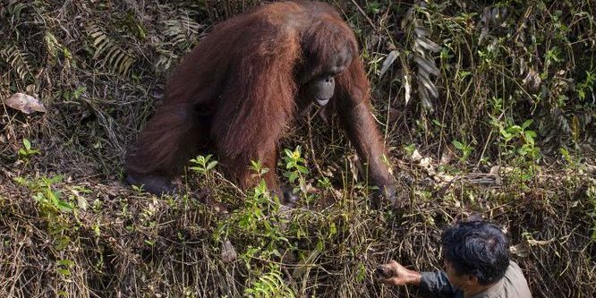 Orangutans helping gesture
