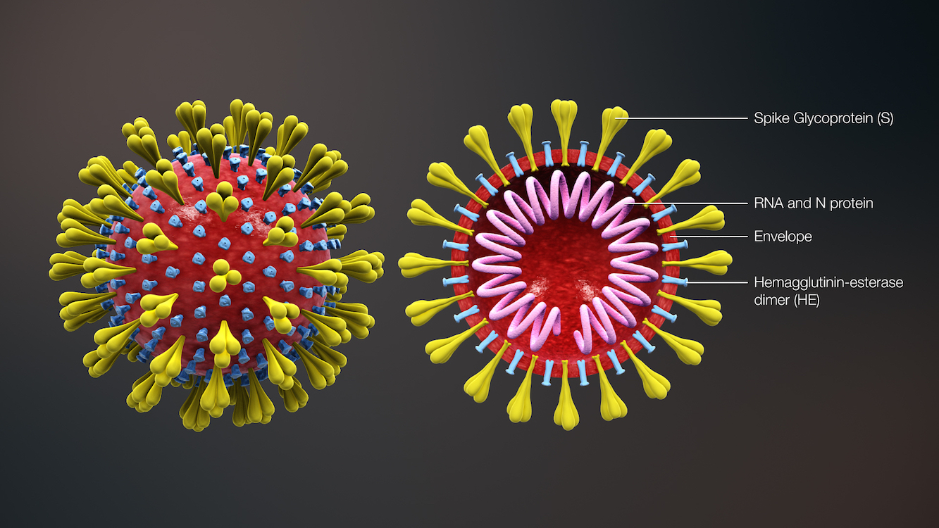 image depicting Artificial intelligence helps us 'predict the next coronavirus', coronavirus mutations