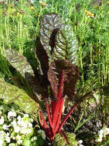 Swiss chard - Healthify!