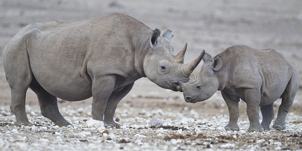 Conservation efforts save the African black rhino from extinction