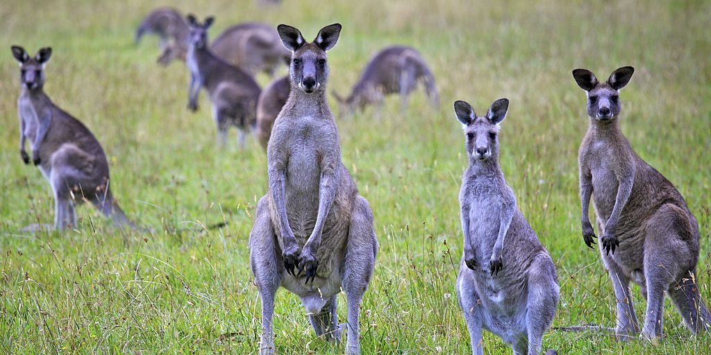 image depicting kangaroo in australia, what's in a word, World news update - 16 December 2020