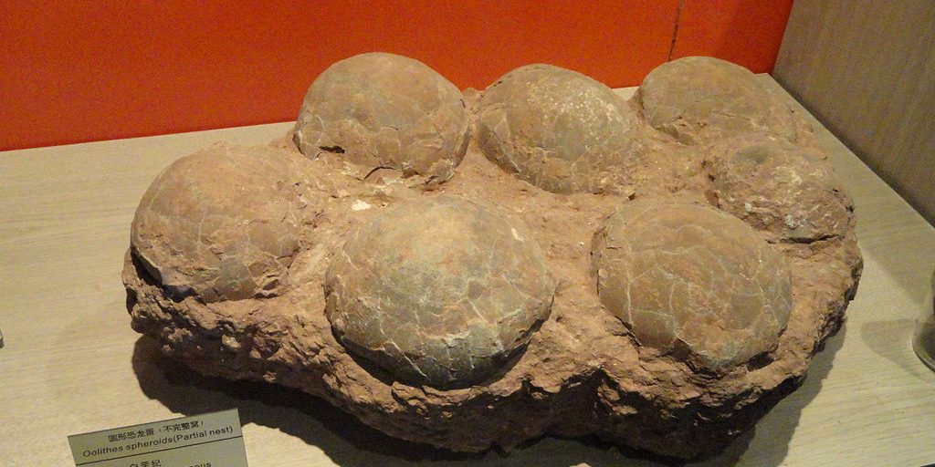 Image depicting dinosaur eggs as dinosaur fossil of largest soft shell eggs is found