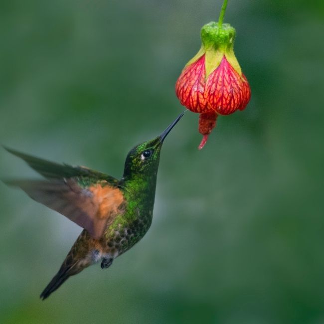 Image depicting Hummingbirds see colours that humans cannot imagine!