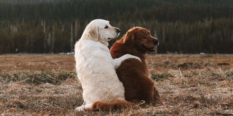 Image depicting man's oldest friend, dogs