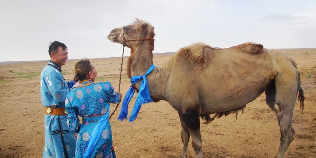 Image depicting homesick camel in Inner Mongolia