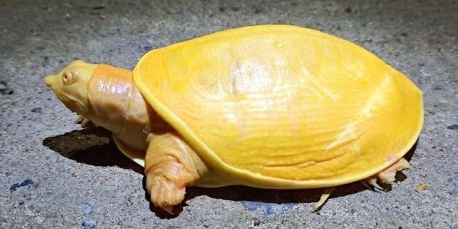 Image depicting a rare turtle that is yellow in colour