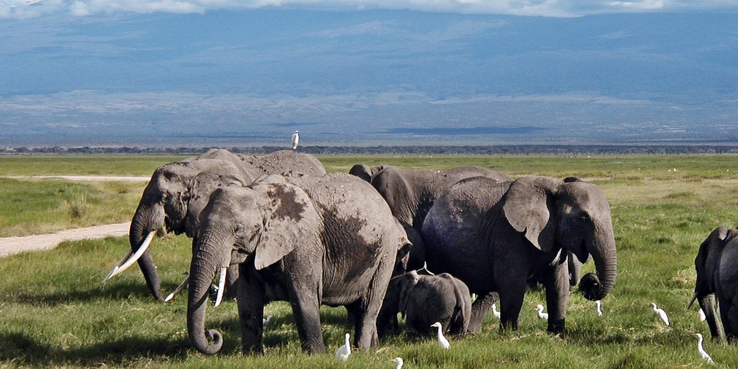 Image depicting elephants as a national park in Kenya celebrates the elephant baby boom