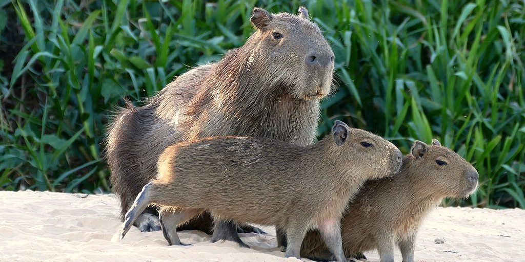 Image depicting the world's largest rodent the capybara