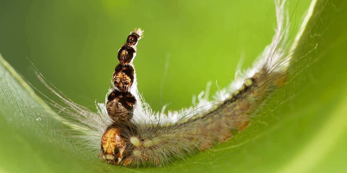 Image depicting Weird caterpillar uses its old heads as a 'hat'