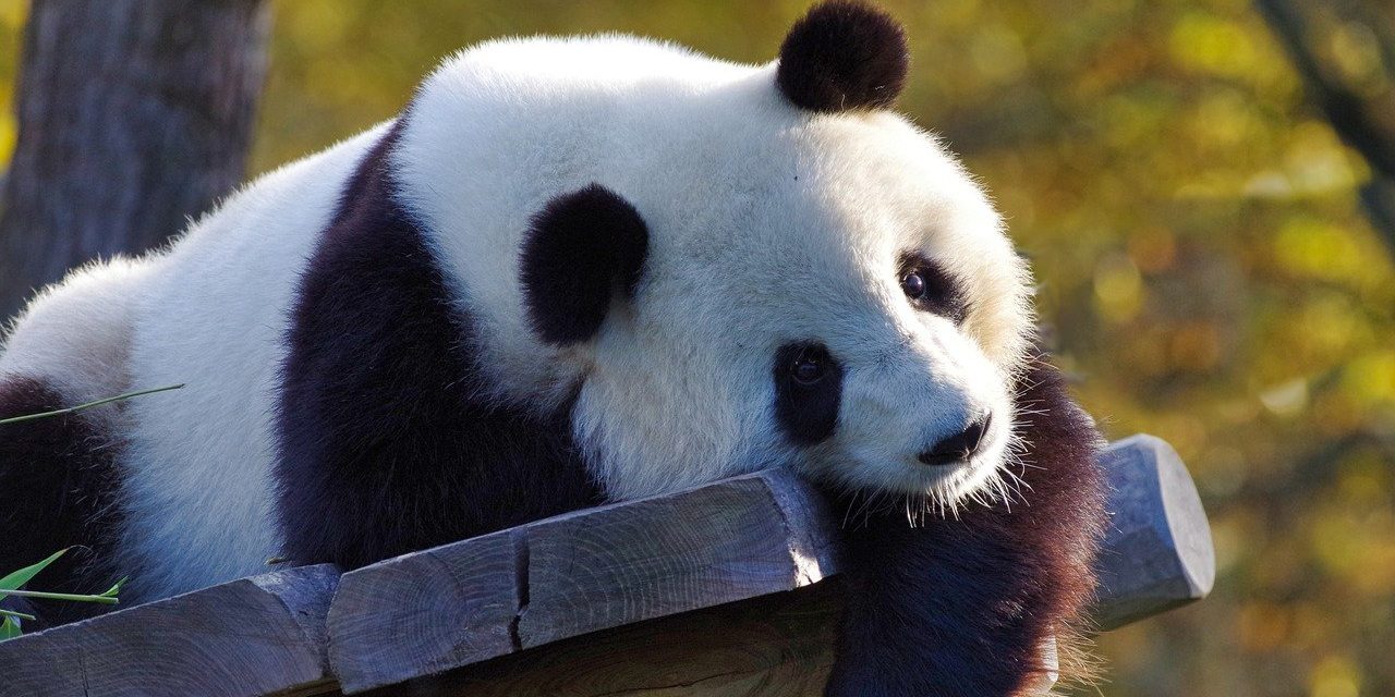 Giant panda cub is born at the Washington, D.C.'s National Zoo