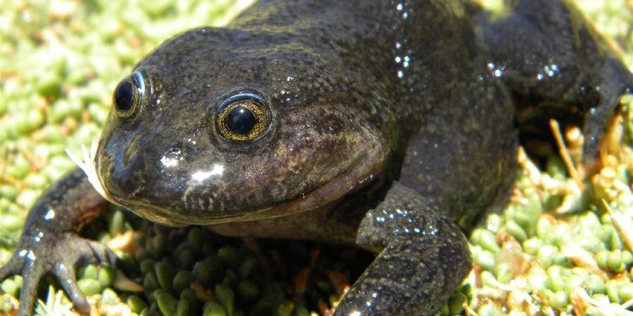image depicting Rare water frog rediscovered in the Atacama Desert